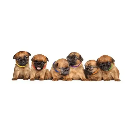 Collier identification chiot Haute Qualité