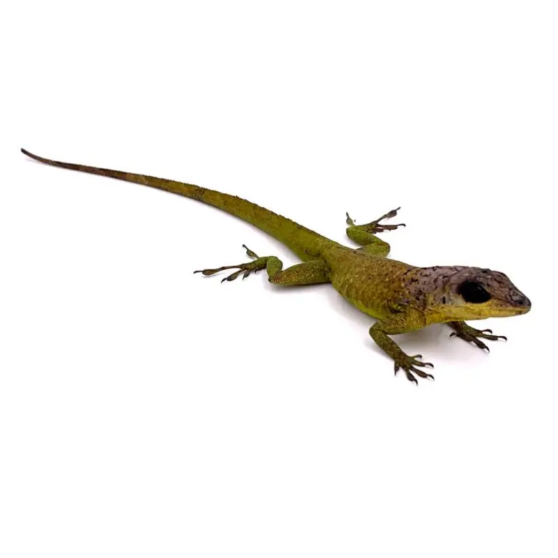 Anolis extremus NC 2024 Achat Immédiat