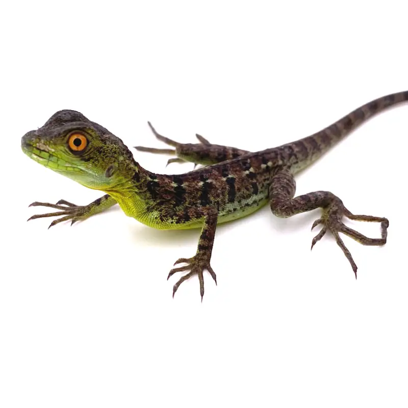 Basiliscus plumifrons jeune Nouveauté