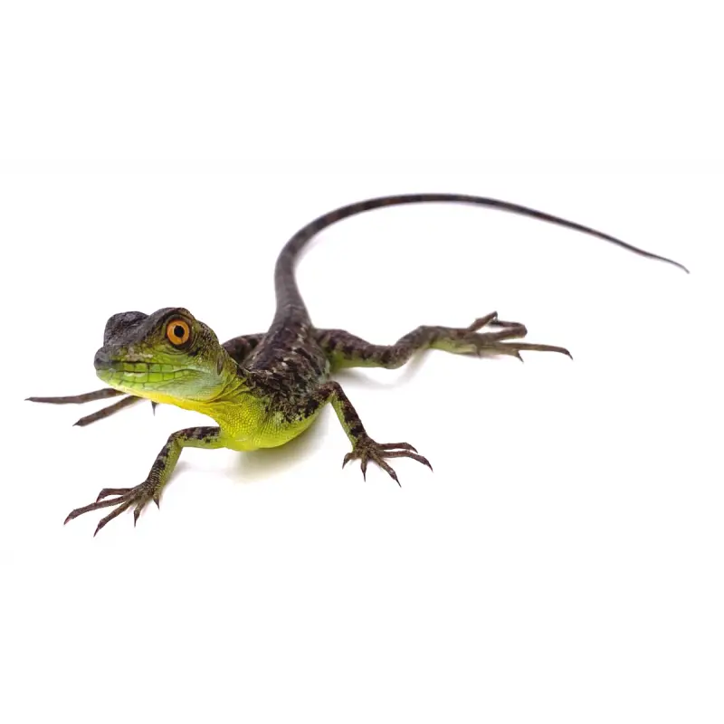 Bon Plan Basiliscus plumifrons juvénile