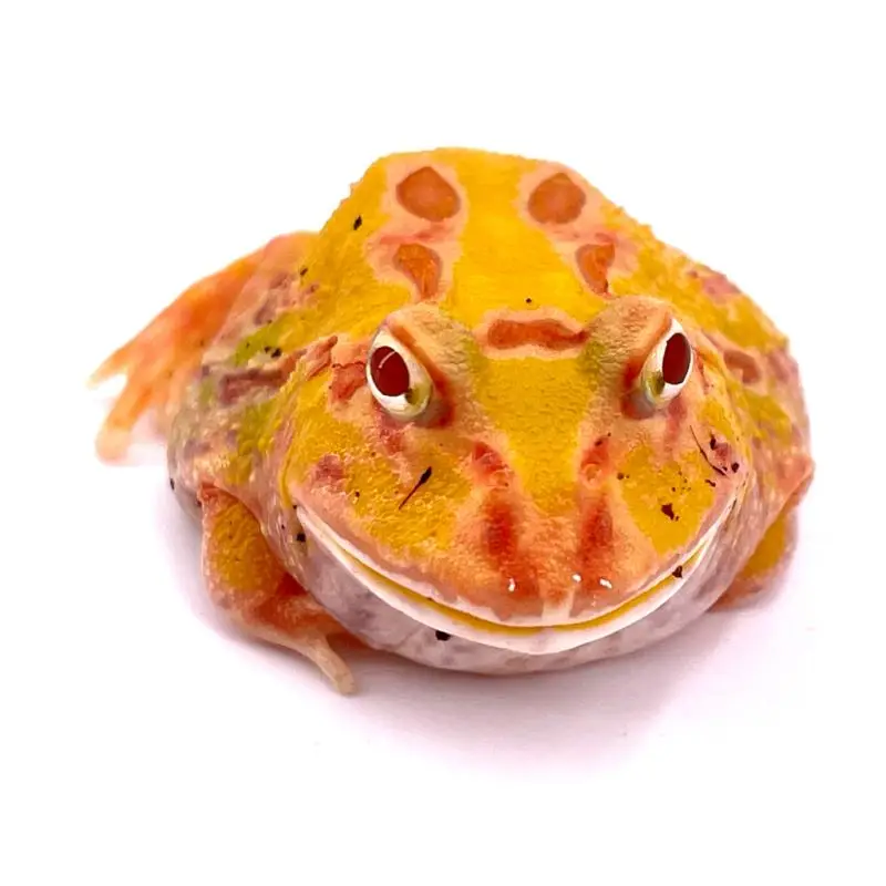 Ceratophrys cranwelli Apricot 5/6 cm Jusqu&rsquo;à Épuisement Des Stocks