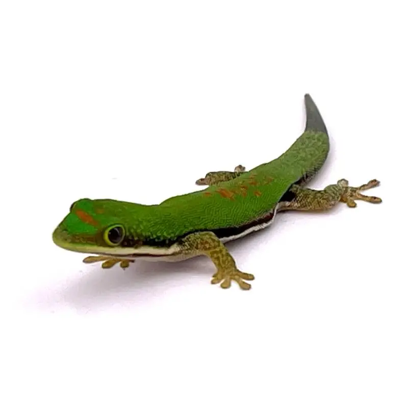 Bon Plan Phelsuma lineata
