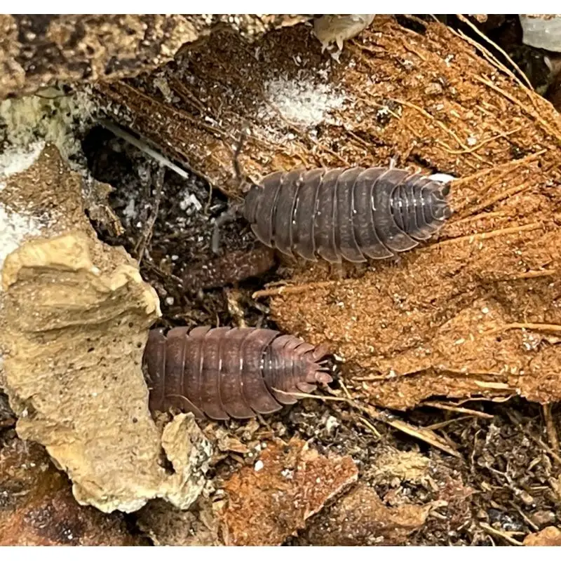 Acheter Direct Porcellio scaber Ghost albinos genetic