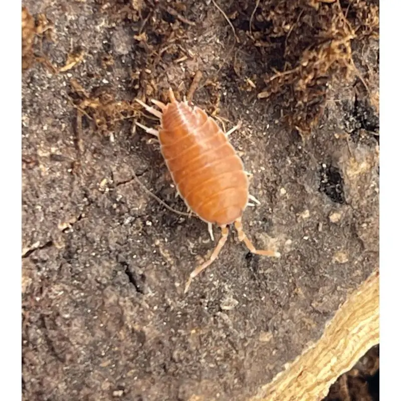 Acheter Direct Porcellionides pruinosus Powder orange