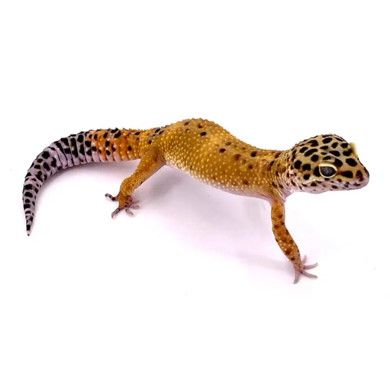 Achetez Aujourd&rsquo;hui Eublepharis macularius High yellow mâle HY26