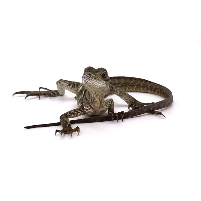 Commande En Gros Hydrosaurus microlophus juvénile F1 nc 2025