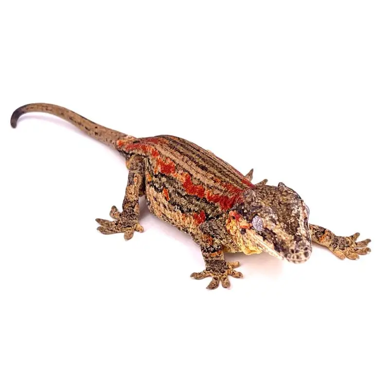 Commande En Gros Rhacodactylus auriculatus Red/orange stripe mâle NC 2023 36-08-24