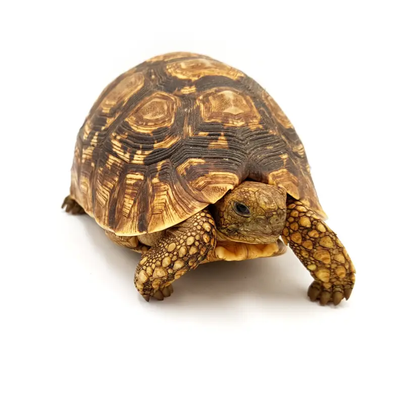 Certifié Stigmochelys pardalis babcocki