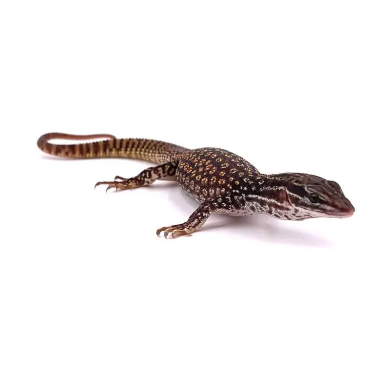 Varanus acanthurus Red Ackiemâle NC 2024 Réduction