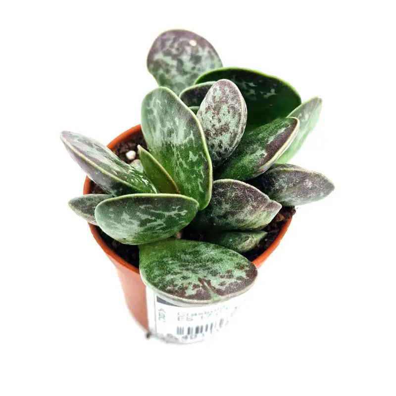 Adromischus cooperi pot 5.5 Achetez Aujourd&rsquo;hui