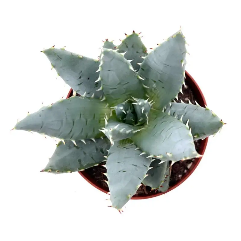 Aloe nobilis pot 5cm Nouvel Arrivage