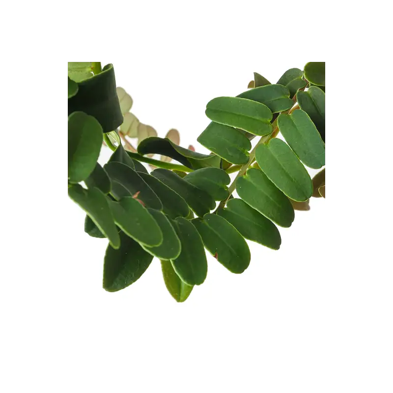 Bouture de Marcgravia sp. (environ 20cm) Prix Choc