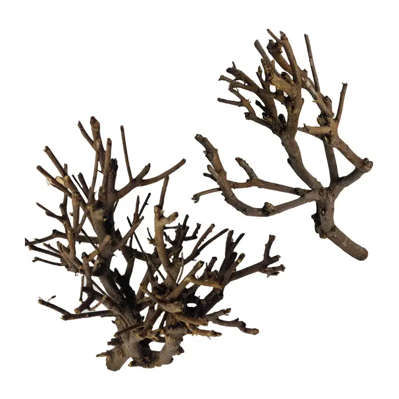 Branche « Hypster wood » Promotion Saisonnière