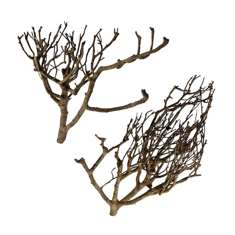 Branche « Mystic wood » Petit Prix