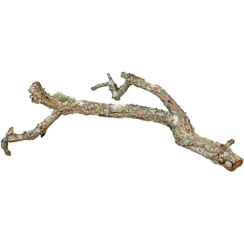Branches de liège petites tailles Achetez Aujourd&rsquo;hui