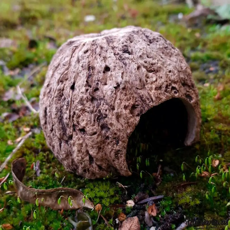 Cachette Kabuto de Luc Eublepharis Paiement Sécurisé