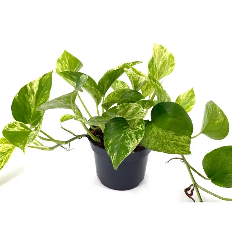 Commande En Gros Epipremnum aureum « Marble queen »
