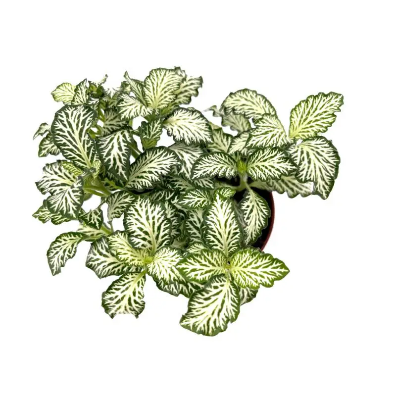 Authentique Fittonia albivenis pot de 5 cm