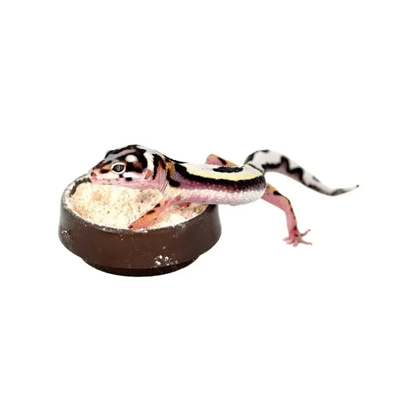 Top Vente Gamelle pour calcium « Calci dish » de Habistat