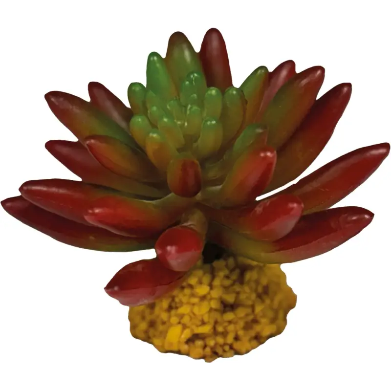 Achetez Aujourd&rsquo;hui Plante désertique « Repto Plant succulente rouge »