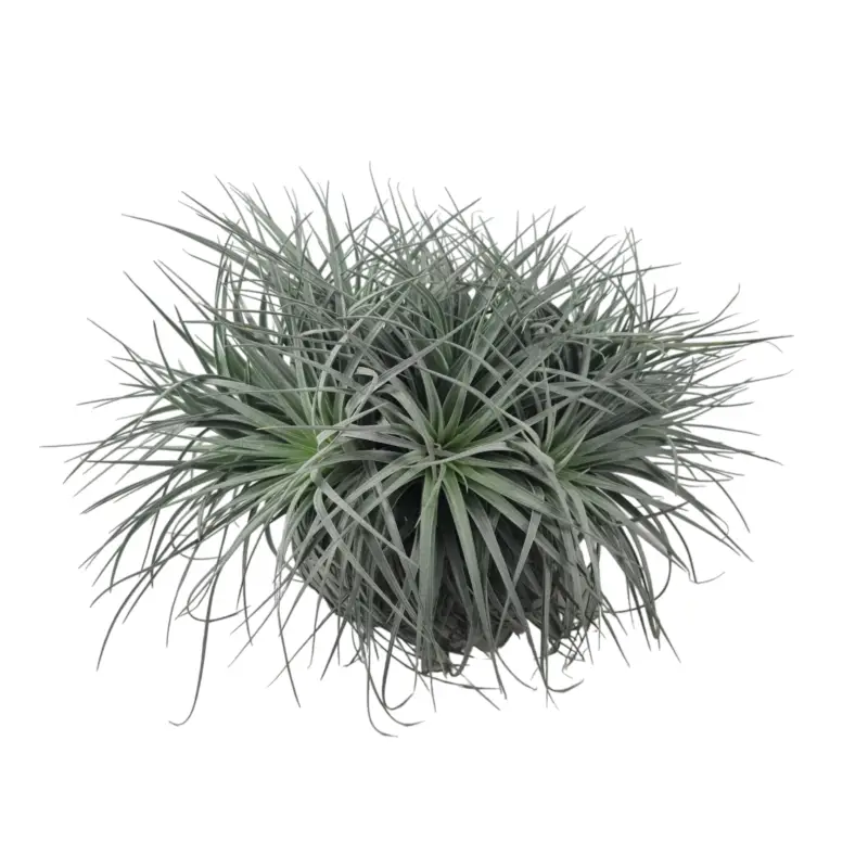Acheter Direct Tillandsia Silver en touffe